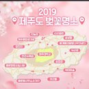 예래동사무소 | 제주 벚꽃 명소 다녀왔어요~