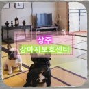 영양군환경자원센터 | 상주 강아지보호센터 첫 자원봉사에서 만난 두 살 믹스견의 첫 산책