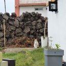 니나노 제주 이미지