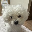 멍뭉몽 | 대구 칠곡 애견미용 가위컷 전문 꼼꼼한 목욕은 멍뭉몽애견미용
