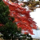 씨유진주파란하늘점 | 경남 가을 여행 진주 경상남도 수목원 9시 오픈런 11/23