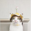 그레이스 고양이 심장&치과병원 | 고양이 심장병 초기 HCM 증상 원인과, 강남 그레이스 고양이병원 심장초음파 치료까지