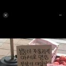 그레이핍플 이미지