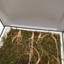 봉의산유통 | 설 명절선물세트 부모님 산양산삼 구정 설날 제일산삼