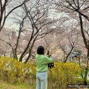 세명대학교 저널리즘스쿨대학원 | 벚꽃명소 모음 제천세명대학교 충주댐벚꽃산책길 제천청풍호벚꽃축제 석촌호수