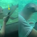 귀여워, 댕댕이 이미지