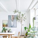 식물 인테리어 이미지