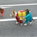 우리집강아지 이미지