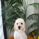 두루몽실 이미지