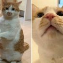 펀치펫 이미지