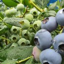 김영진농장 이미지