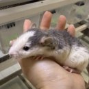 햄스터 분양 햄스터월드 이미지