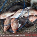 대부도바다낚시터 이미지
