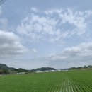 망구농원 | ⛺망구캠핑 :: 충남 부여군 진달래관광농원 명당 스팟 후기