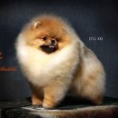 DOG KKI 네이버블로그