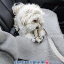 포동펫살롱 이미지