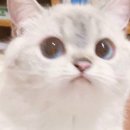 후픽 이미지