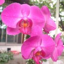 팔레높시스 (Phalaenopsis) 호접난. 이미지