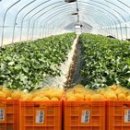 조운농장 이미지