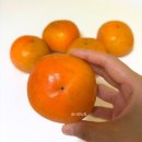 부유마트 | [공지] 단감 10kg 부유단감 10키로 15키로 과일 가격 할인 단감할인 택배비