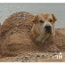 개팔자 상팔자 이미지