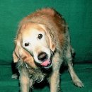 닥터펫 동물의료센터 이미지