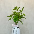 K한강빵카페 이미지