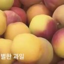 요즘과일 이미지