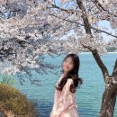 보문호수 | 경주 보문단지 벚꽃 카페 뷰맛집 엘로우 실시간 개화 환상적인 호수뷰