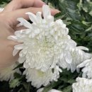 슬기문구 - 북구 동문대로 40 | 근조화환배달 언제 보내야 할까? (문구 뜻 + 후기)