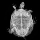 동물들의 X-레이 사진 이미지