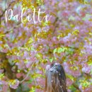4월21(화) 미사리 경정공원 겹벚꽃/ 찰라님리딩.. # Palette (IU) 이미지