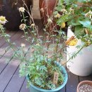 춘원당한의약박물관 이미지