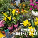미화화원 이미지
