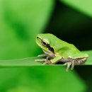 청개구리 이미지