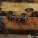 꿀벌과일