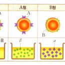 Rh(+) 응집원과 응집소 사진으로 보세요 이미지