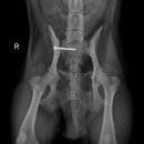 삼화 우수한동물병원 이미지