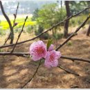 개나리꽃민박 이미지