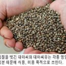 마약 오명 벗고 대마는 무한 변신 중 이미지