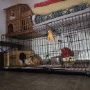 고양이 행복 쉼터 이미지