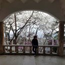 월문천2 | 국내 벚꽃 명소, 일본 벚꽃 개화 시기 4월 추천 여행지