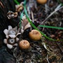 싸리목장 이미지