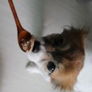 강아지 고양이 함께 먹는 짜지않고 부드러운 소프트캔 너다, 입맛 까다로운 반려동물 소화력 약한 노견...