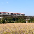 강아지정원 이미지