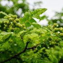 초피나무 (Zanthoxylum piperitum (L.) DC.) 이미지