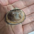 역전꼬막 | 벌교꼬막 제대로 즐긴 날, 역전꼬막에서 만난 새꼬막 | 벌교가볼만한곳 추천