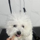 멍쌤 펫 살롱 이미지