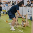 펫&캣 이미지