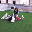 펫브릿지 김해점 이미지